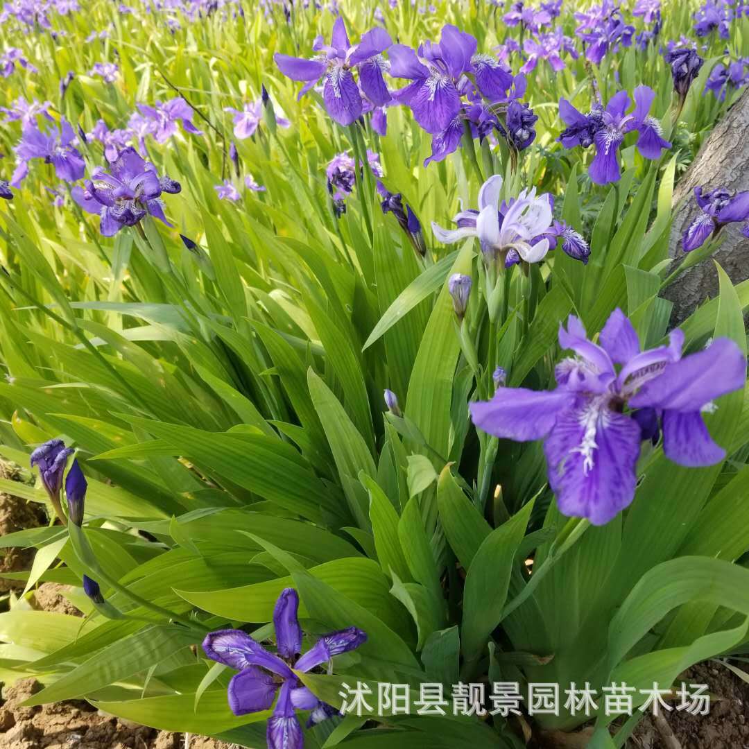 地被植物 蓝花鸢尾 德国鸢尾花 蝴蝶兰 绿化花卉裸根成活好-阿里巴巴