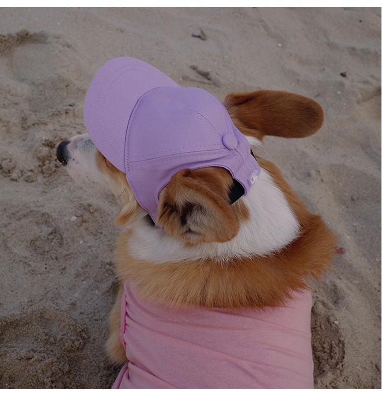 宠物帽子