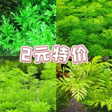 ˮ�_�m��ˮ�Gɫ����~��ˮ�����l�����к�С�����������T��ˮ��