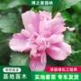 四季园林工程庭院苗木