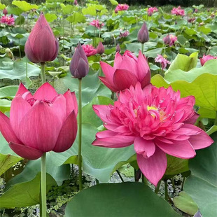 ���������^�p�ɻ�ź��ˮ��ֲ��ʳ��ź�N������ˮ�B����ɏ����ɏź