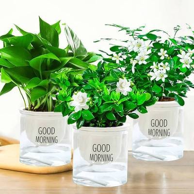 포토스 + 치자나무 + 구리향(좋은 아침 대야) + 영양액