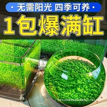水种子生态鱼瓶微景观鱼缸玻璃瓶水培植种籽水缸造景套餐外贸批发