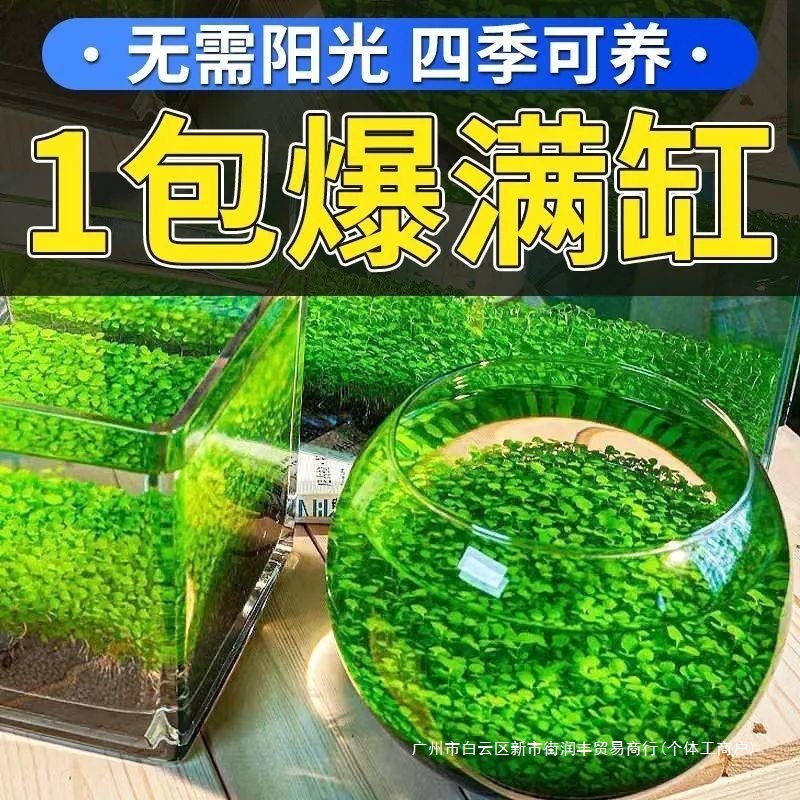 水种子生态鱼瓶微景观鱼缸玻璃瓶水培植种籽水缸造景套餐外贸批发