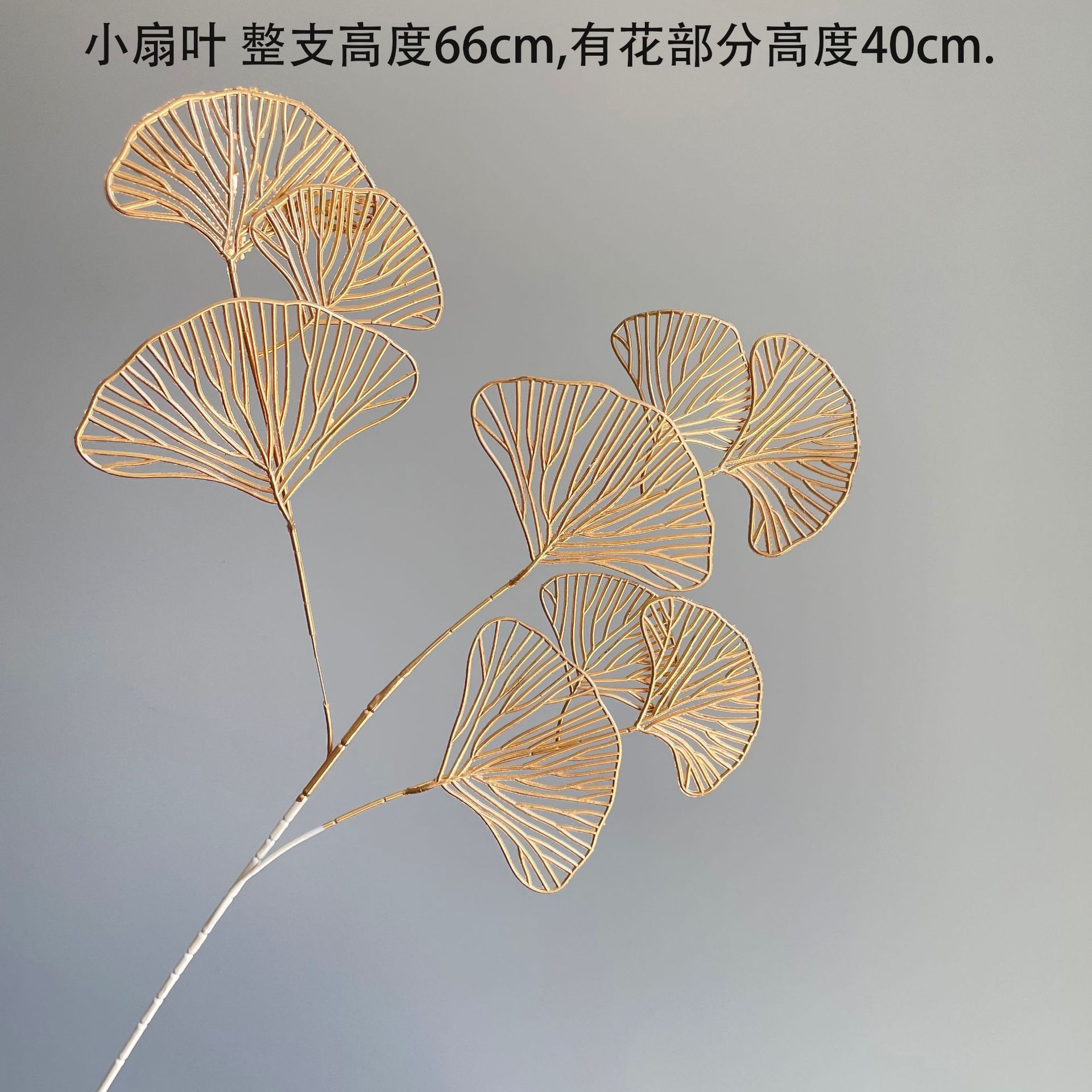 은행 나무 biloba