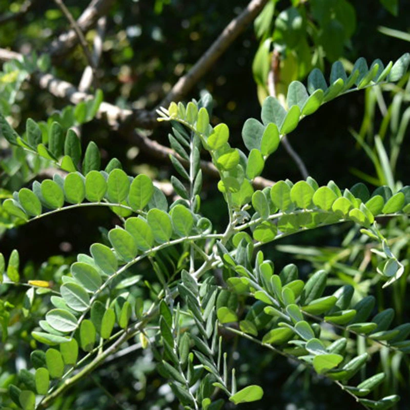 Массовая Софора Flavescentis Семена китайской травяной медицины Высокое качество чистой новой софоры Flavescentis Семена прорастания китайской травяной медицины Посадка семян Бесплатная доставка
