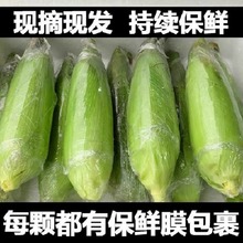 水果玉米黄甜水果玉米10斤蔬菜新鲜现摘甜玉米孕妇超甜即食玉米代