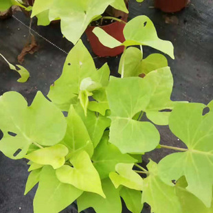 Factory Wholesale Gold Leaf Potato Seedlings Flower Bed Ornamental Potted Gold Potato Cup Seedlings Flower Border Color Block Commonly Used Gold Leaf Sweet Potatoes