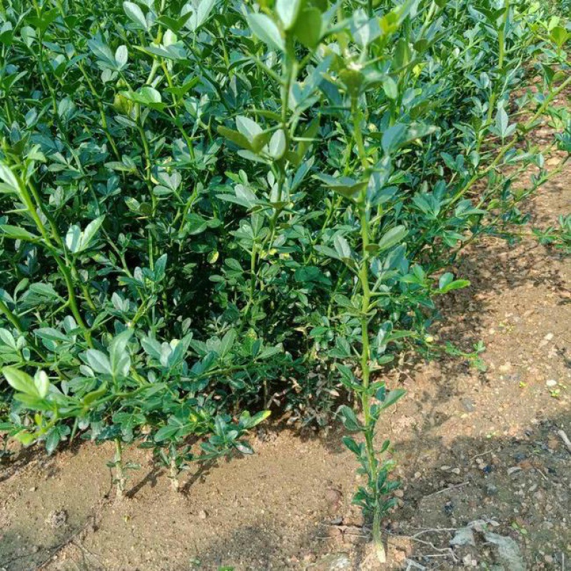 柑橘种子枳壳种子枸橘种子橘嫁接柑橘树种子种籽四季篱笆围墙_3