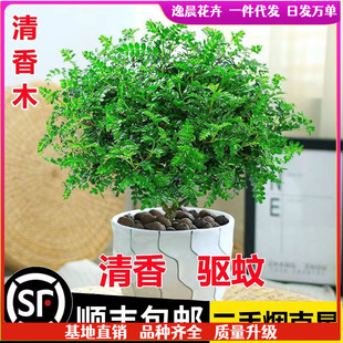 �����������ľ���Ի����҃�����ò�ֲ������Ϙ��辰������Gֲ