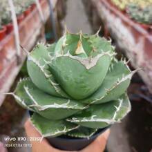 ���ȫF�����ھGֲ���Ծ��^����ֲ��������l�����mʮ�������ݗ��