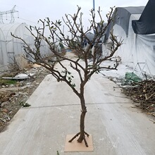 造型枯树装饰枯木干树枝摄影道具树实木干枝装饰树枯树枝树杆