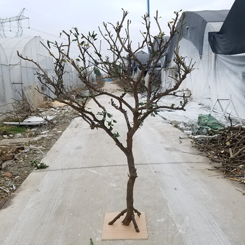 造型枯树装饰枯木干树枝摄影道具树实木干枝装饰树枯树枝树杆