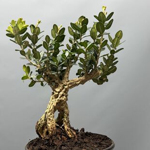 ���[�������S�ƷС���ļ������҃���͏d�k�����辰�Gֲ����