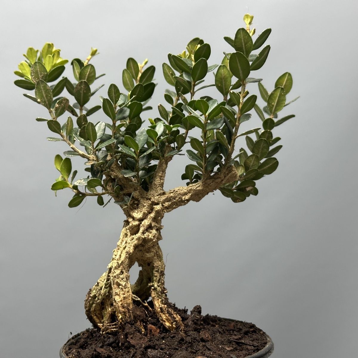 龙鳞黑珍珠黄杨精品小桩四季常青室内外客厅办公室盆景绿植盆栽