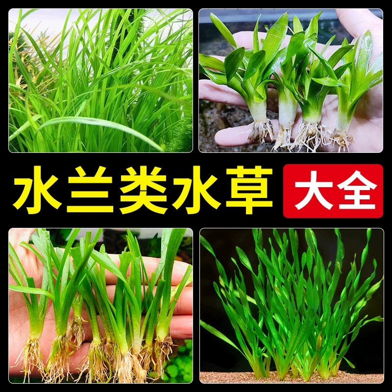 Вода Орхидея вода трава размер воды Орхидея твист Орхидея Агава мелкий Лист воды лук-порей отрицательный передний и задний пейзаж Новая рука аквариум озеленение