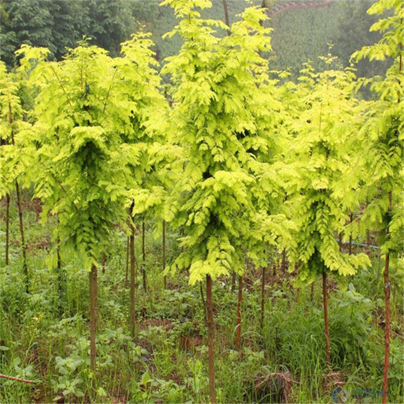 База оптовых деревьев метасеквоии Река Озеро плотина проект озеленение саженцев Золотой лист Metasequoia glyptostroboides полные спецификации прививка Metasequoia glyptostroboides