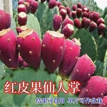 ʳ�������ƹ���N�������ƷN������ˮ���̨�ļ��^��ֲ��ǳ�����