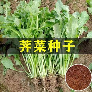 Ұ���j�˷N�Ӵ������͟��ͺ��ļ����N�r����@���Ե��d�߲˷N��