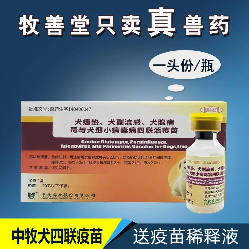 Собачья четырехкратная вакцина Собачья почва Собачья ферма Профилактика собачьей чумы Маленькая мясная собака Профилактика эпидемии Щенок Вакцина четырехкратная