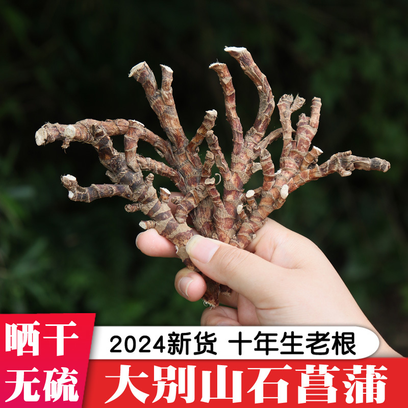 石菖蒲中药材水草昌蒲粉附石菖蒲苗盆景种子大别山正品九节菖蒲