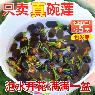 �o���ļ�ˮ�B˯ɏ�ӻ��������҃��⻨�N�Ѻ��B�_�ɻ���ɏˮ��ֲ��