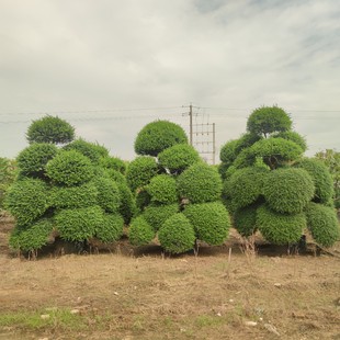2310 Gardening Base Wholesale Supply Modeling Japanese Holly 2.5-3 m High Clouds Courtyard Villas
