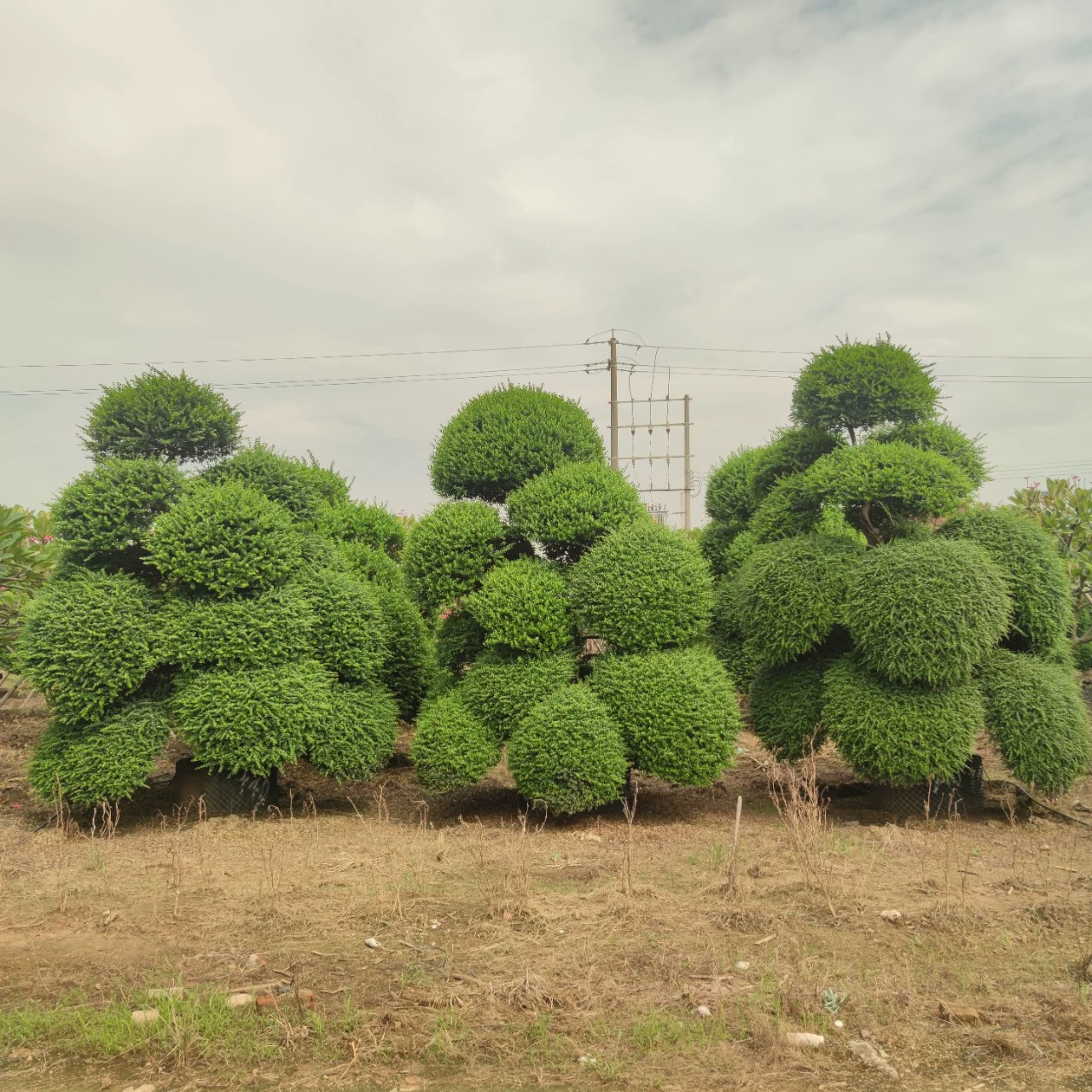 2310 садоводческая база оптовая поставка формы японский падуб 2,5-3 метра облака дворик виллы