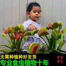 种好发货捕蝇草盆栽食虫植物超大食人花猪笼草苗食肉绿植包邮