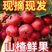 山楂鲜果大五菱现摘酸甜开胃批发
