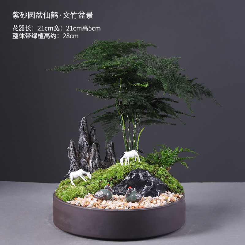 Disc crane asparagus bonsai