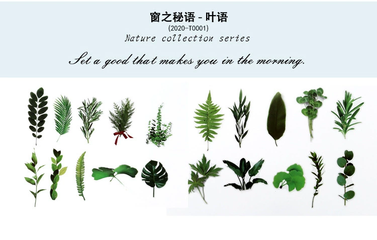 Natural photo collection window series PET handbook post paper bag creative plant DIY decorative post 12 models
