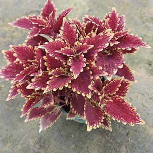 ����ֱ�N���~������ͥԺ�쾰ϲ��͕�ֲ���^�~�����߲ʲ�����K