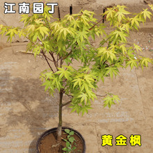 苗圃直銷綠化樹苗 日本橙之夢黃金楓樹苗 紅楓樹苗 赤楓樹苗盆栽