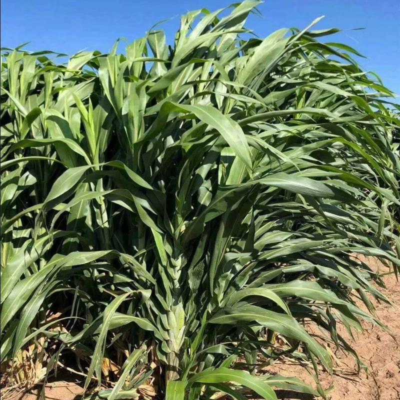 Семена Корма Север-Юг Квадрат Геркулес Сладкое Сорго Корм Сладкое Сорго