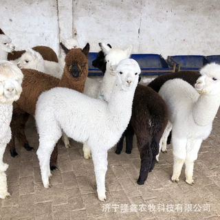 哪里有卖小羊驼的 宠物羊驼多少钱一只 萌宠展羊驼活体租赁价格