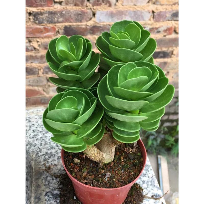 Succulent Plants, Money Wood Old Piles with Pots, Super Large Succulent Potted Plants, Indoor Lucky Green Plants and Florals