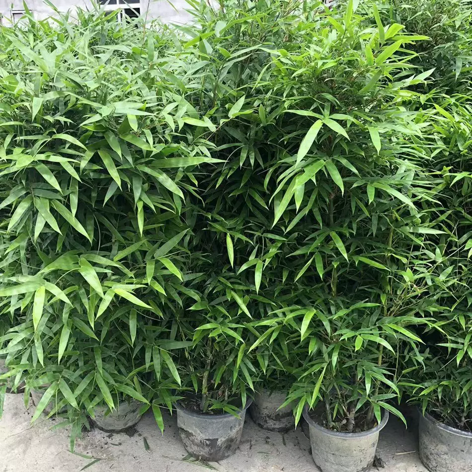 罗汉竹盆栽  竹类植物 四川成都园林绿化苗木 花木 花卉盆栽绿植