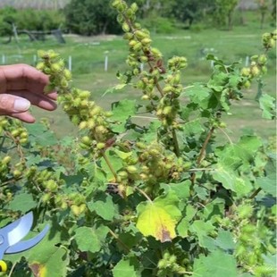 ���l�n���N���n���� 80���90���С�r��ζ���޲��ǷN�ӎ������