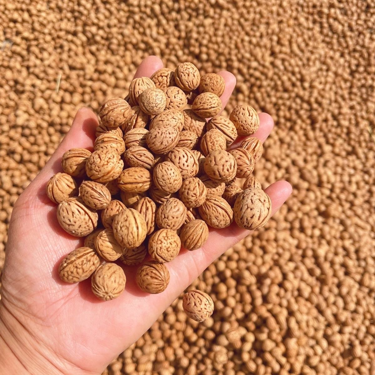 微信图片_20240601235927