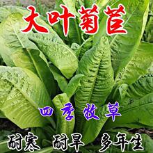 进口将军菊苣种子大叶菊苣多年生四季牧草种子猪牛羊鸡鸭鹅鱼草籽