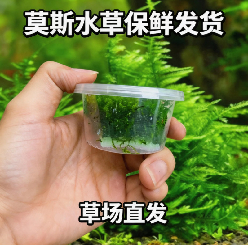 Moss aquatic plants for fish tanks, sterile cup, foreground shade-tolerant real moss, ground-covering low-growing pearl moss, and waterweed