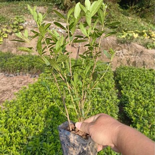 �Ԯa���N���N���N���̳���ɫ�K���NС���ϵ���~ˮ�����l�r�Gֲ