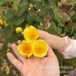 �𻨲������ǰ��}�𻨲����Կ�ʳ���҃����ͺ������ļ����Gֲ��