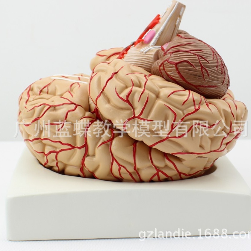 Modelo de cerebro humano modelo cerebrovascular modelo de anatomía del cerebro modelo de enseñanza médica dividido en 8 piezas boutique