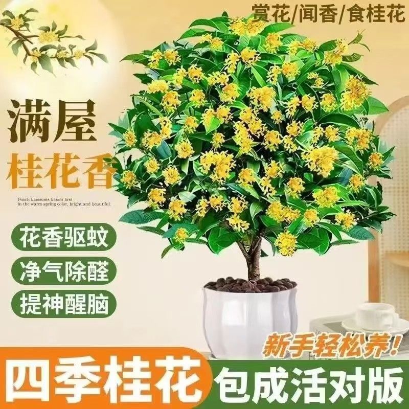 사계절 모두 먹을 수 있는 계수나무] 꽃말 : 달콤한 향기를 풍기며 아름다움을 영원히 동반합니다.