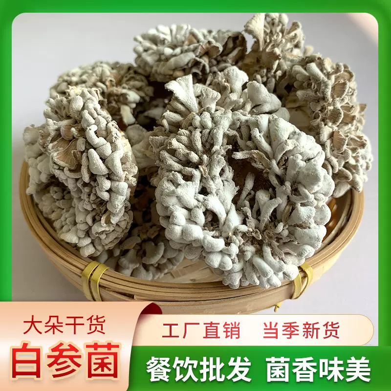 白参菌云南特产土特产干雪莲花菌子裂褶菌干货蘑菇大整朵煲汤