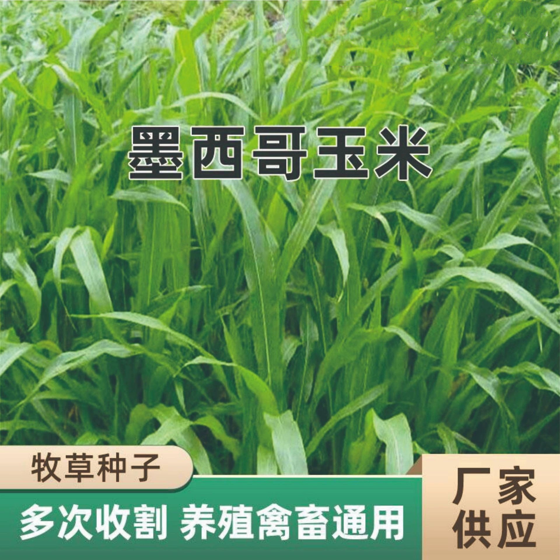 Мексика Кукуруза Трава Семена Высокоурожайные кормовые культуры Четыре Сезонные Разведение Многолетние Восстановленные Кормовые Свиньи Курица Утка Трава Семена