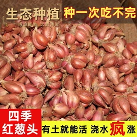 西式糕点;膨化;传统糕点