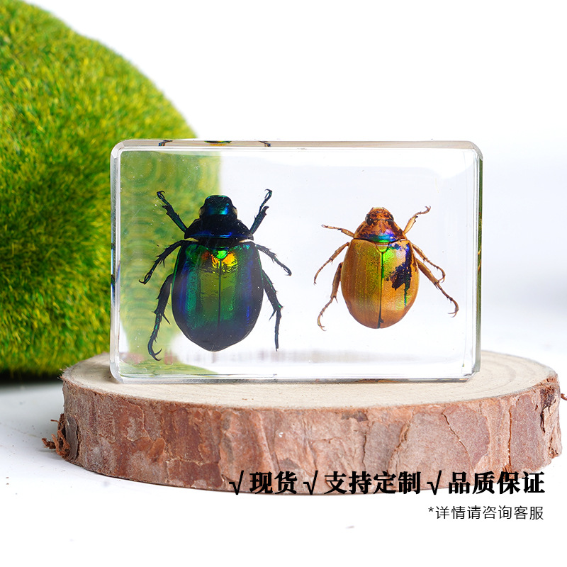 昆虫标本天然琥珀动植物甲虫蝴蝶标本树脂胶罕见原虫真虫展示礼盒